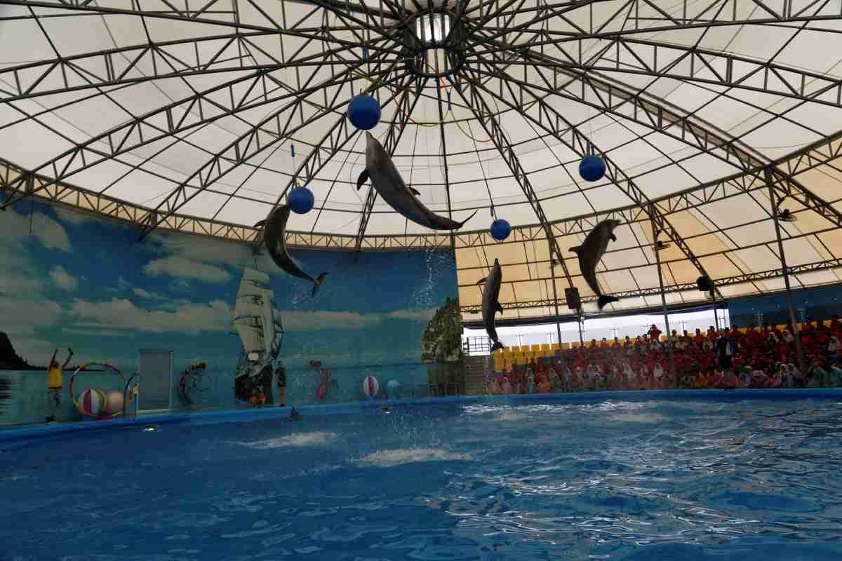 Dolphin Show Chalong