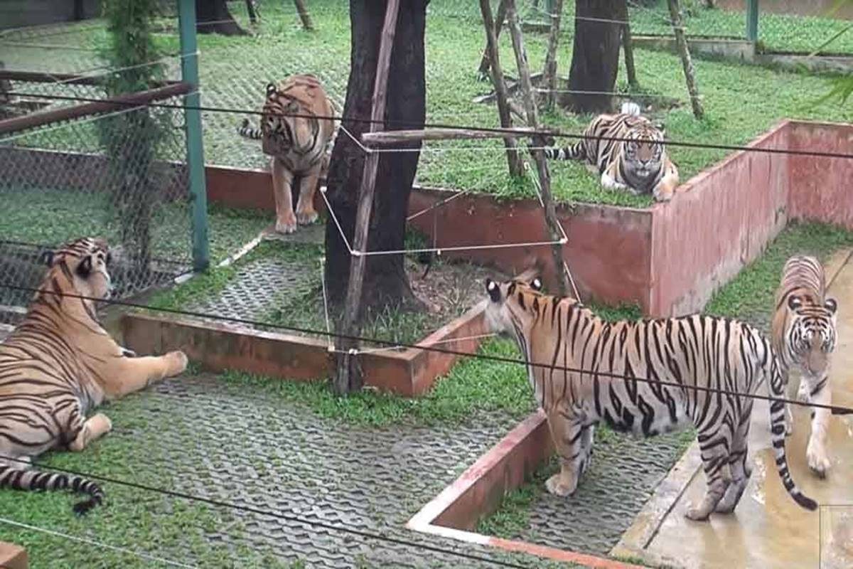 Tiger Kingdom