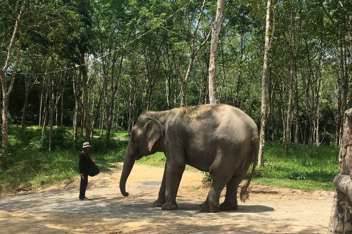 phuket elephant sanctuary